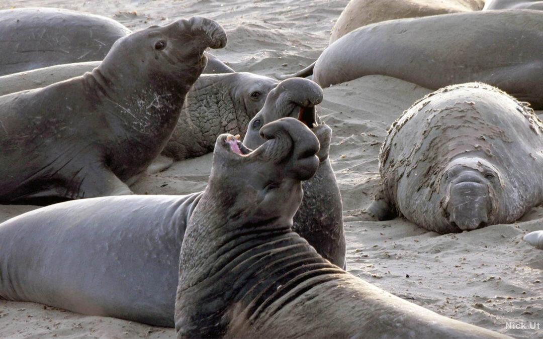 The Vanished Dialects of Northern Elephant Seals
