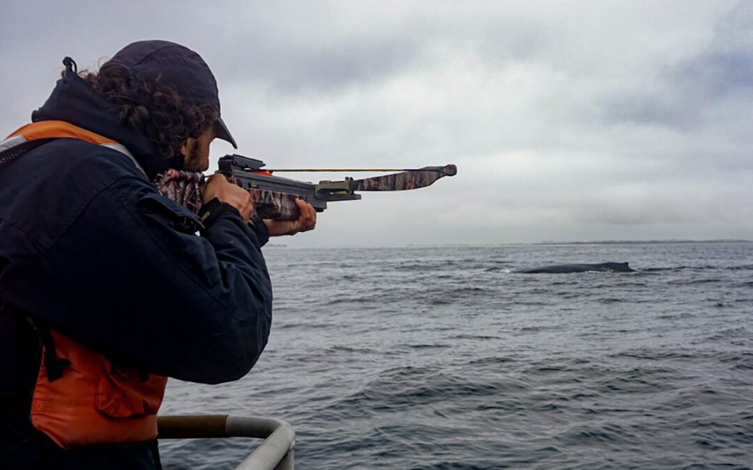 Researchers Use Covid Pause to Learn About Whale Stress