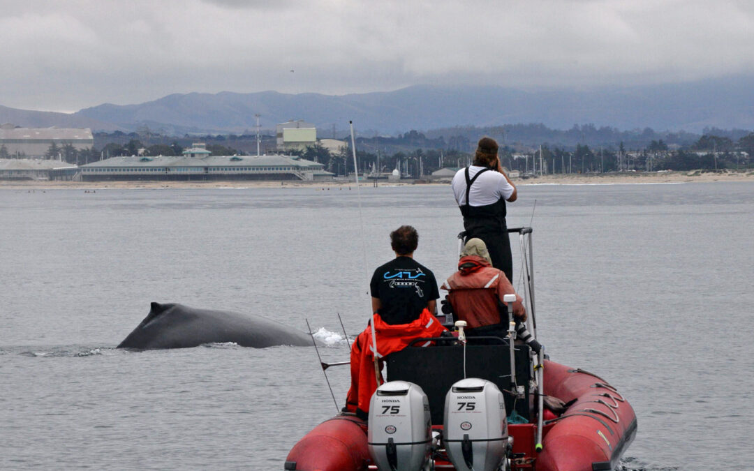 New Study Reveals COVID-19 Pandemic Impact on Vessel Noise in Monterey Bay National Marine Sanctuary